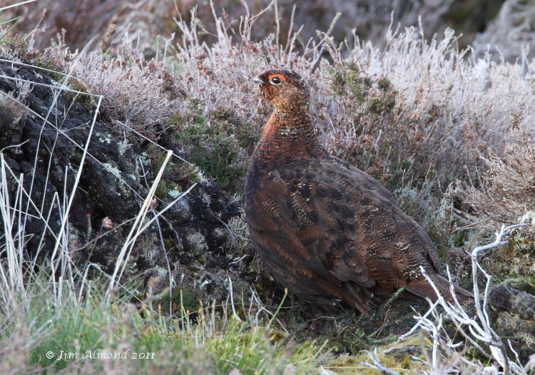 Red Grouse Lochindorb 14 5 11 IMG_8146